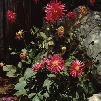 thumbnail for publication: Dahlia spp. Dahlia